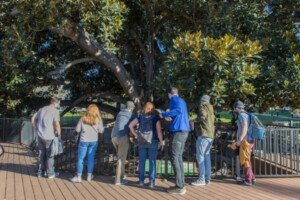 Balboa Park Scavenger Hunt Fig Tree Edited