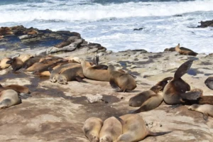 Step On Sea Lions