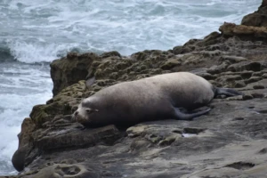 Step On Sea Lions